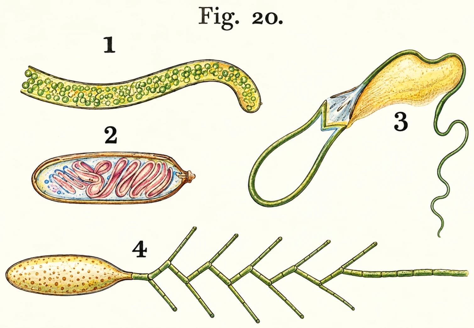 Life and Her Children: Glimpses of Animal Life from the Amœba to the Insects cover or source preview