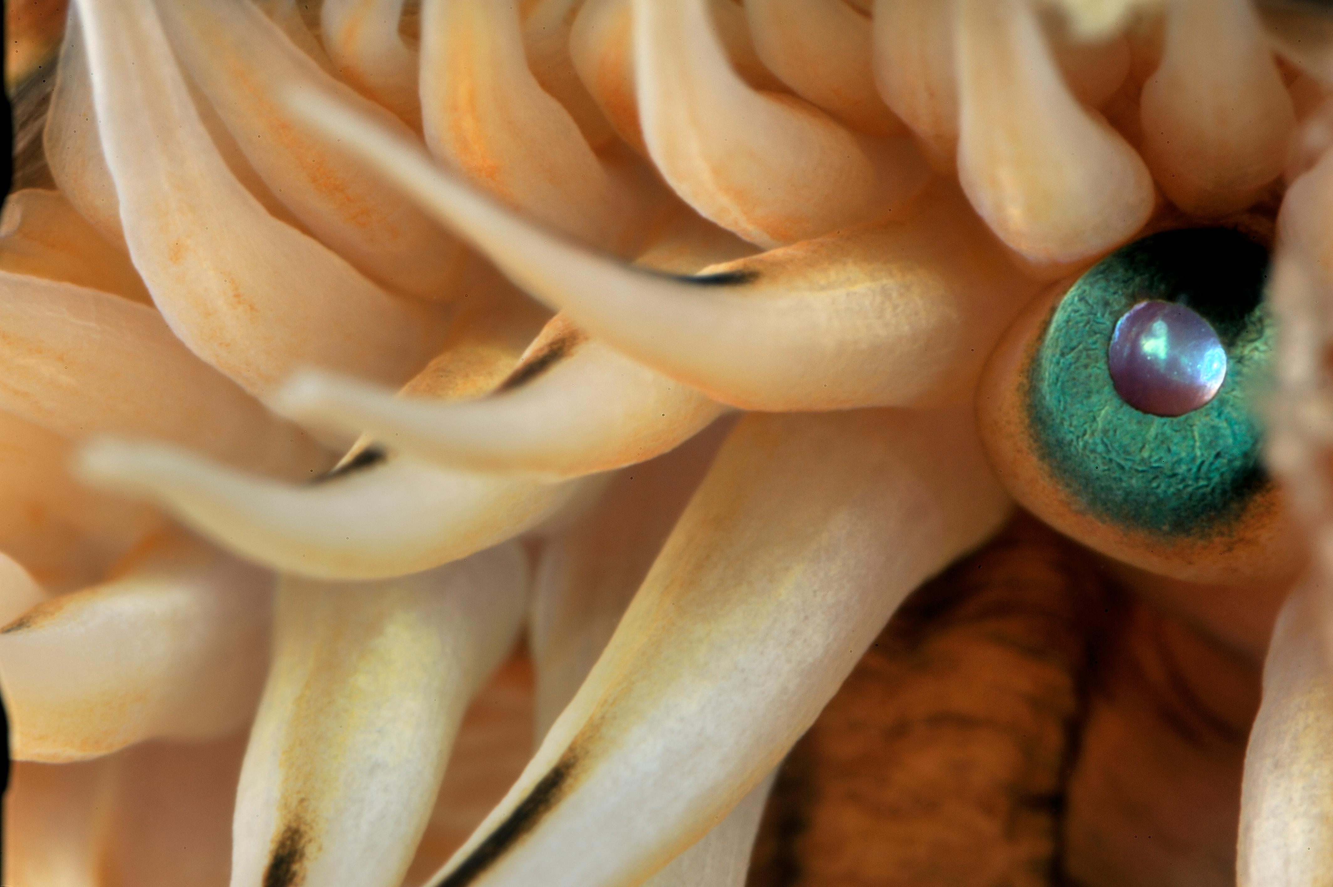 Close-up photograph of a blue scallop eye and surrounding tentacles.