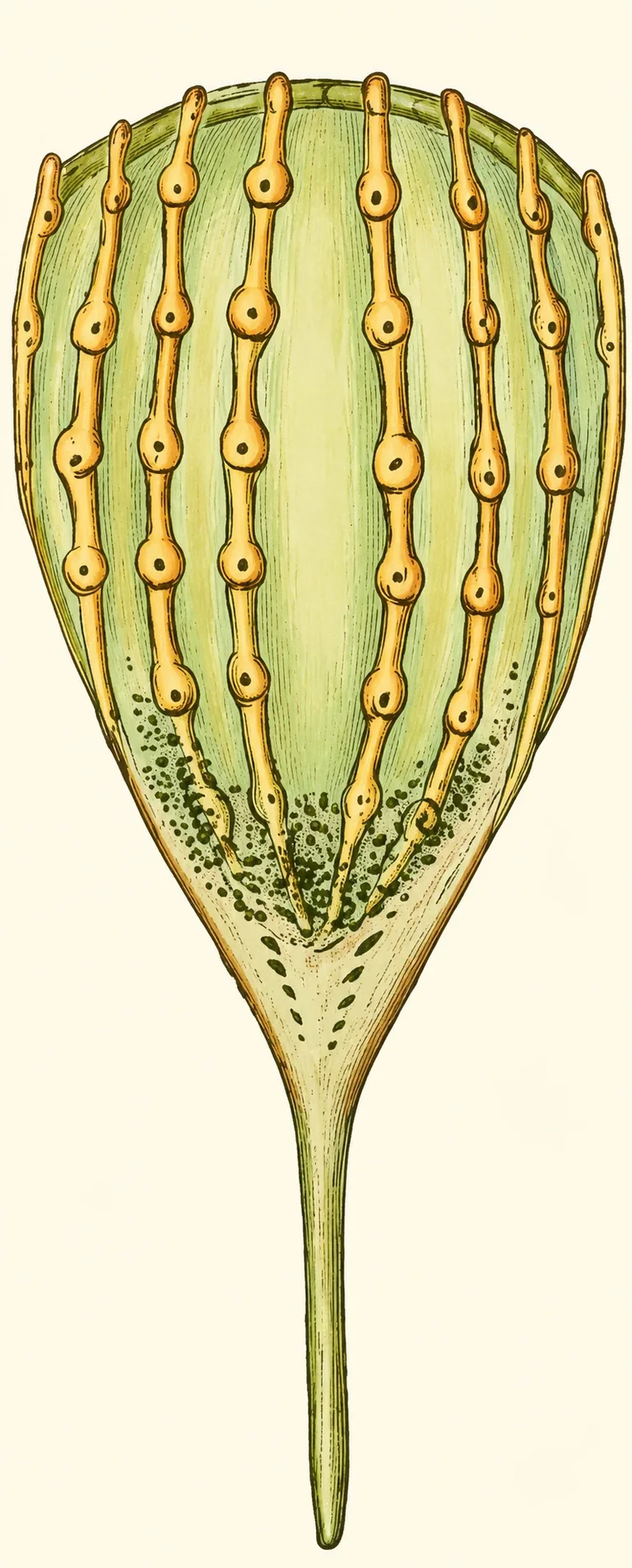 An elongated paddle-shaped butterfly scale with a narrow stalk and rows of swollen ridges.