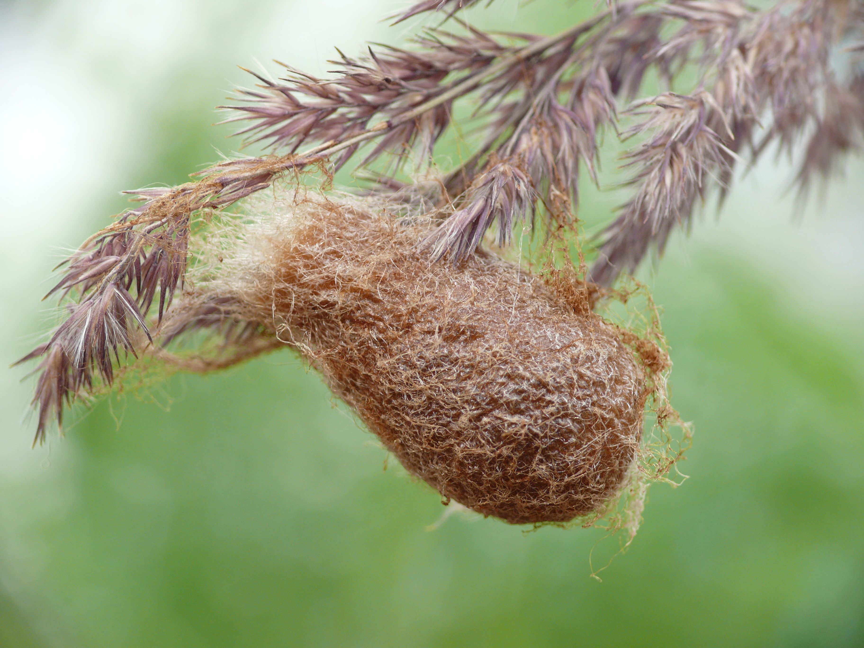 Cocoon of the Small Emperor Moth ( Saturnia pavonia )), Landkreis Starnberg, Germany