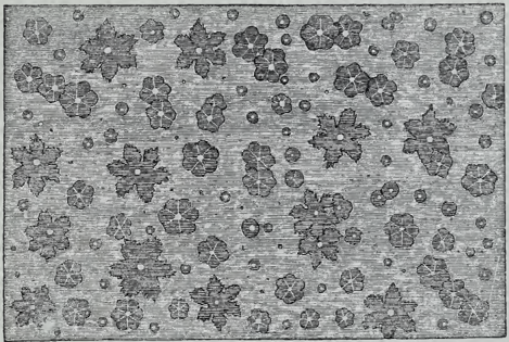 Water flowers in melting ice: the original engraving reproduced in The Fairy-Land of Science.
