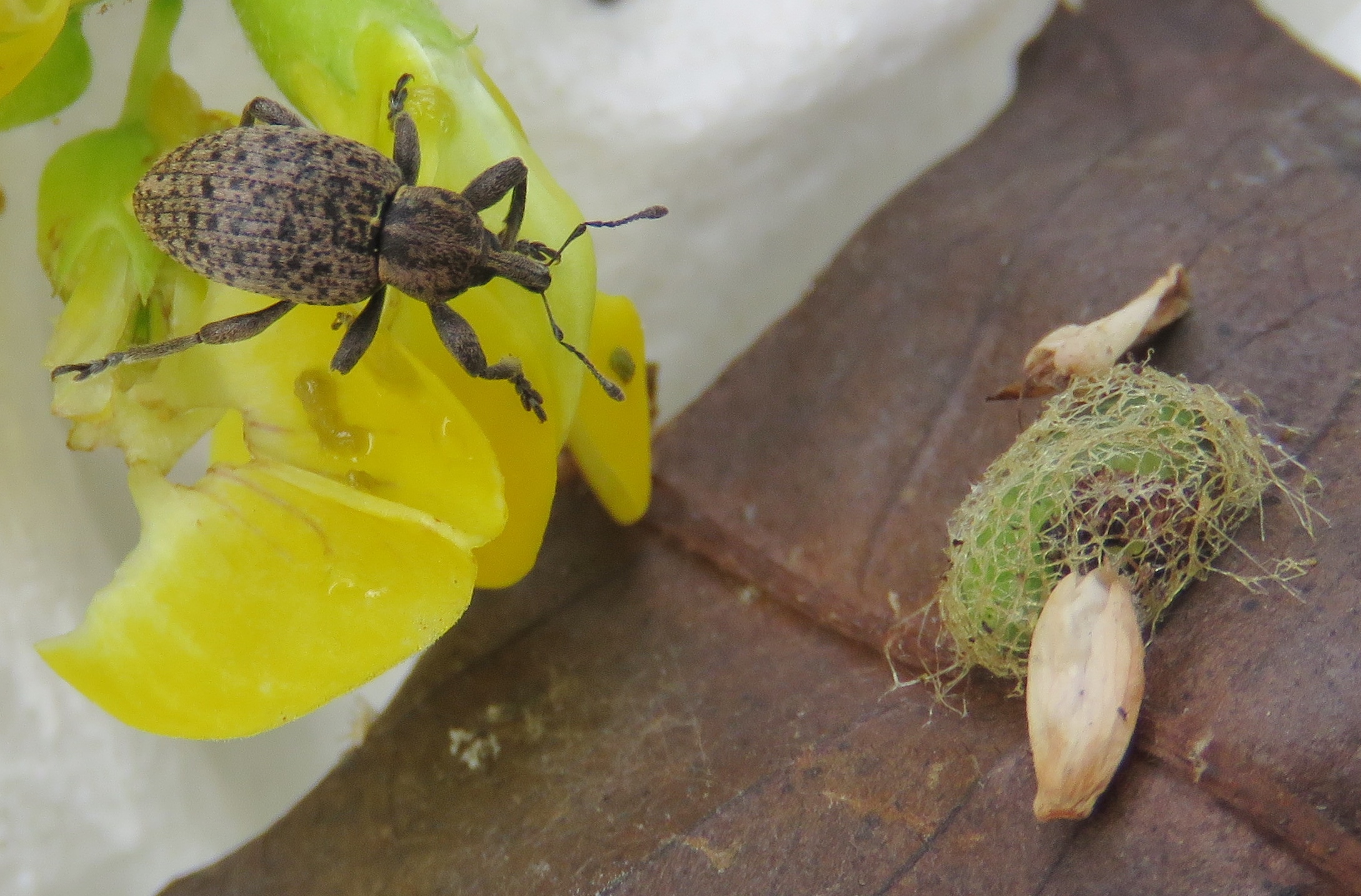 Hypera pandellei folwacznyi, adult and cocoon