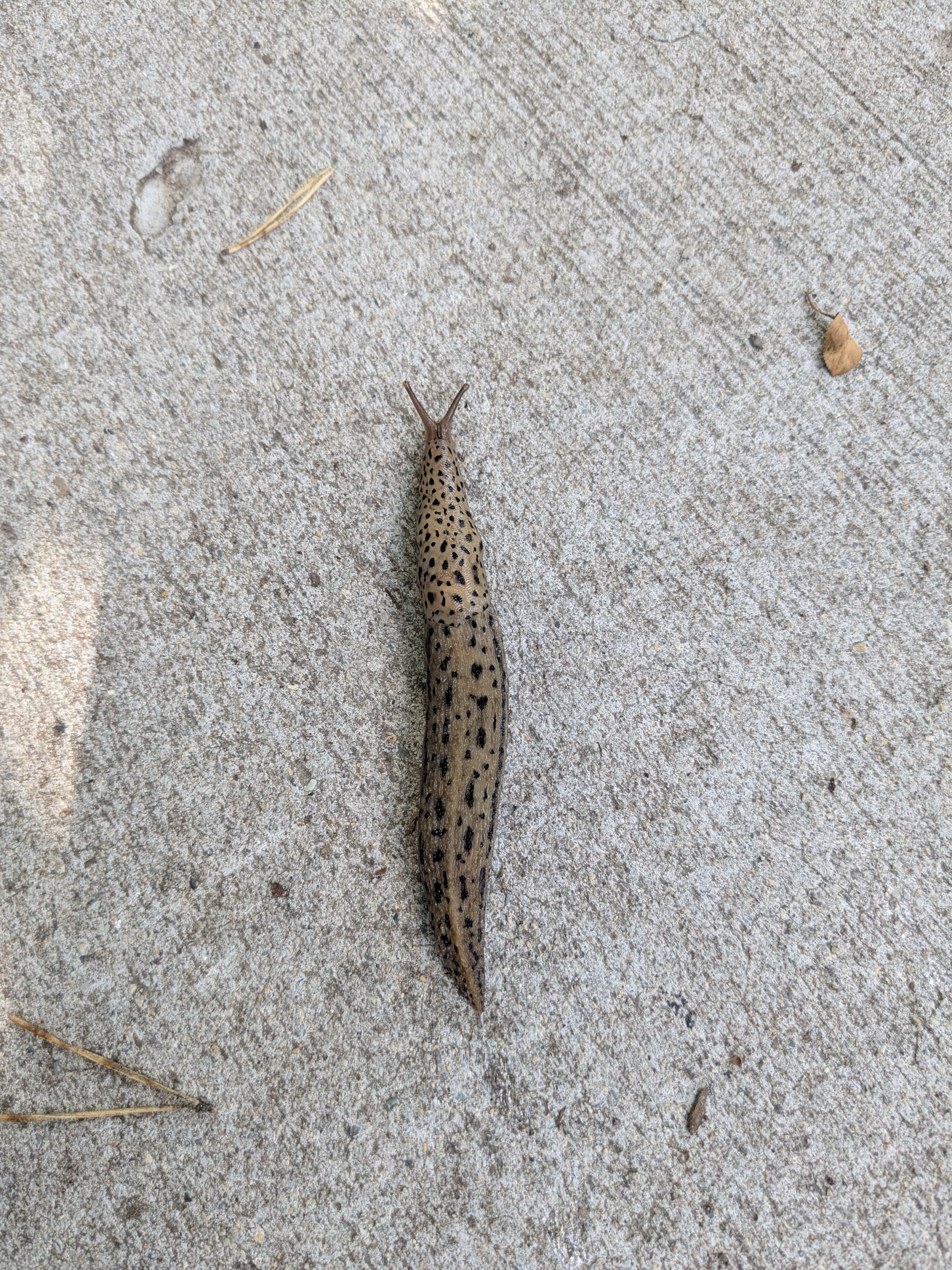 Leopard Slug (Limax maximus) in Whitefish, MT, USA