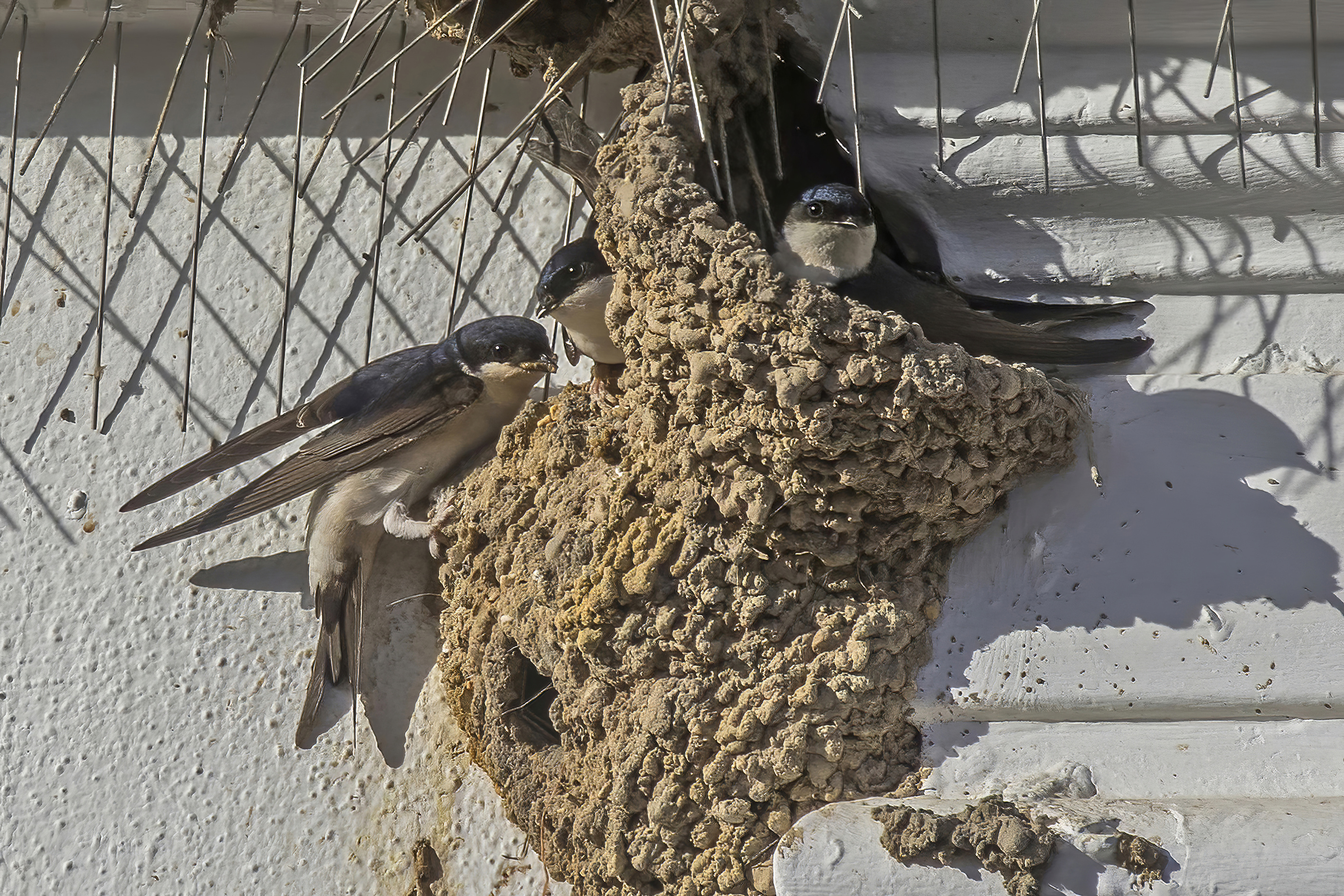 House martins ( Delichon urbicum meridionale ) at nest, Spain