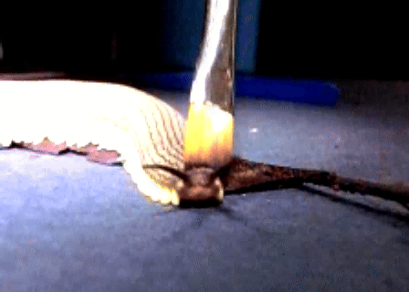 Slow-motion research footage of a velvet worm spraying sticky slime from its head