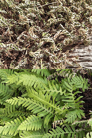 Resurrection fern before rain, curled and dry above, and green after rain below