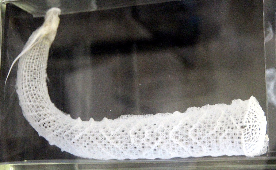 A preserved Venus' flower basket skeleton showing its intricate silica lattice