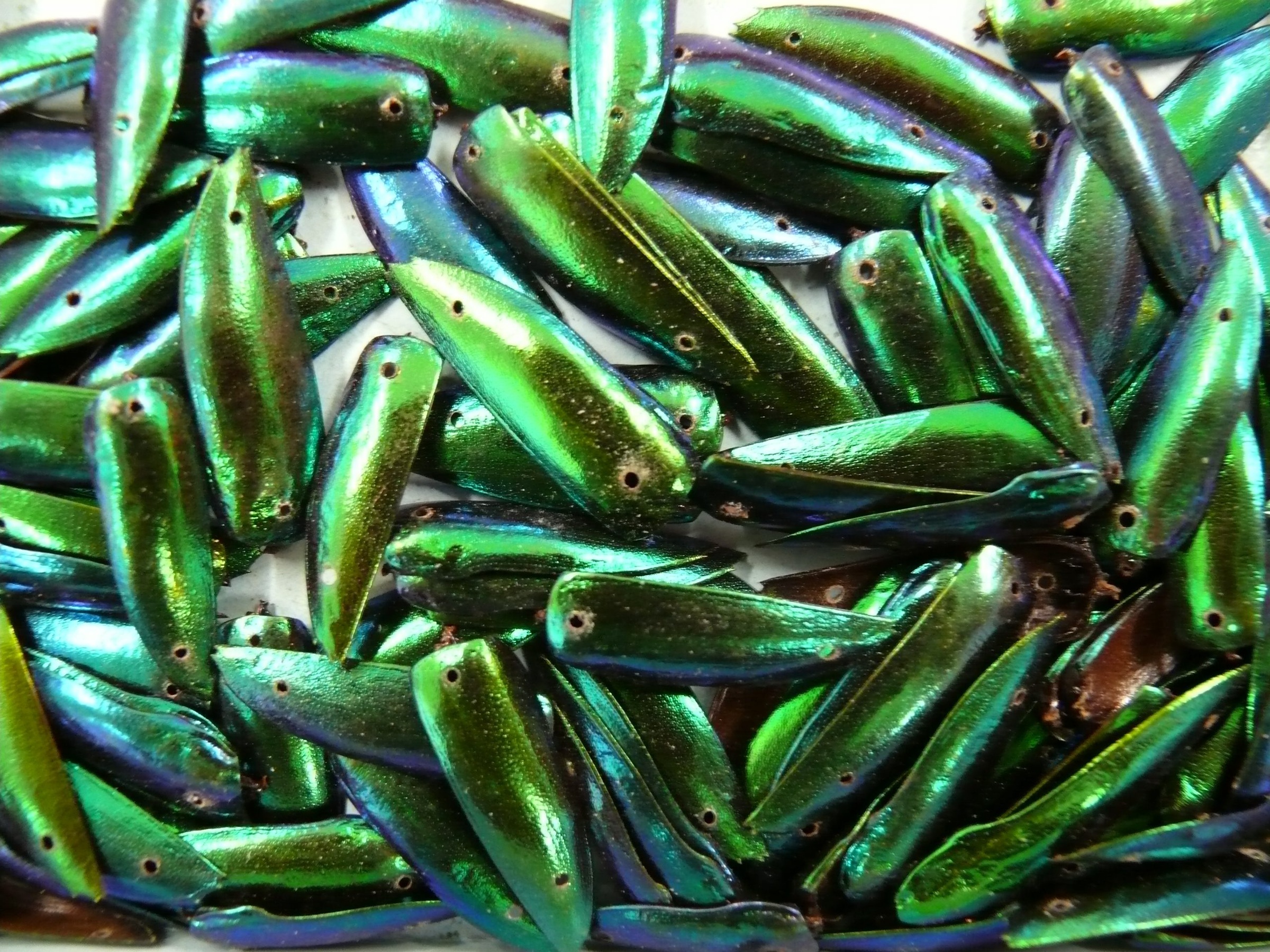 Detached iridescent beetle-wing cases examined during conservation