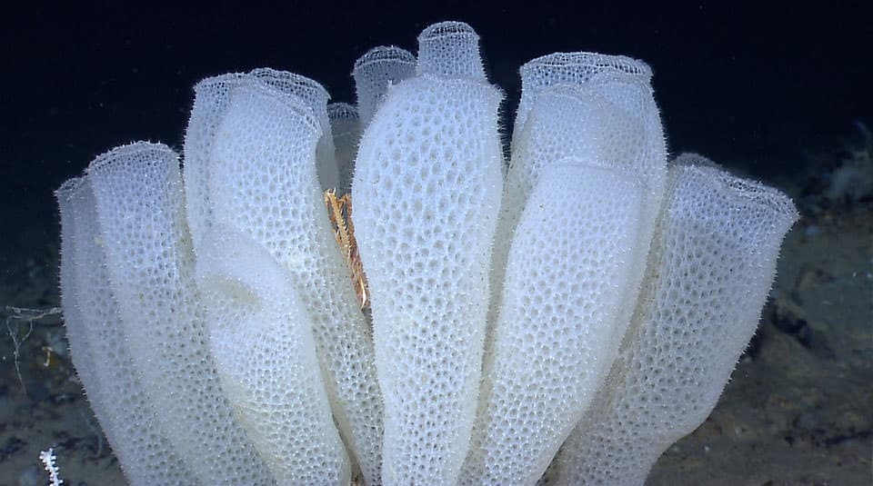 Living glass sponges with intricate pale lattice walls on the seafloor
