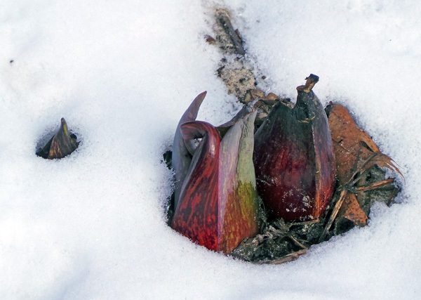 Eastern skunk cabbage flowering while snow remains on the ground — Susan Mahr / University of Wisconsin–Madison Extension. Original photographs.