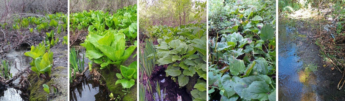 The same habitat through spring and summer as skunk cabbage develops — Susan Mahr / University of Wisconsin–Madison Extension. Original photographs.