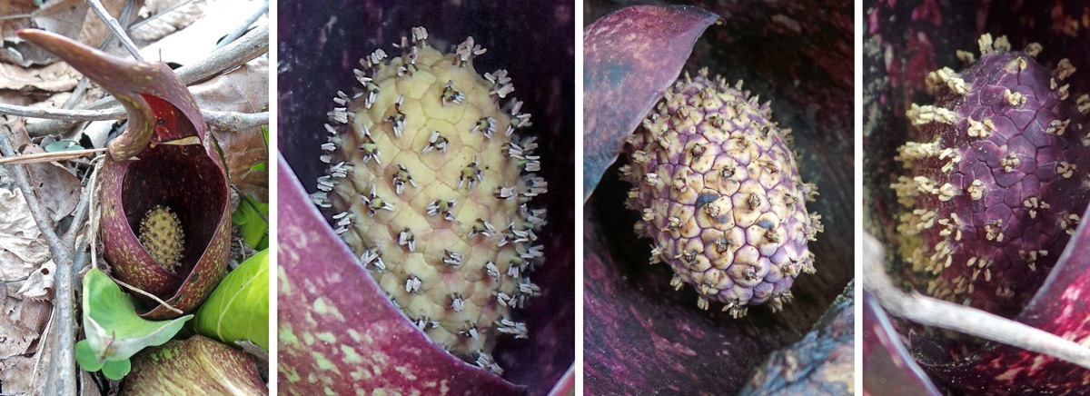 The hood and flowering structure of eastern skunk cabbage — Susan Mahr / University of Wisconsin–Madison Extension. Original photographs.
