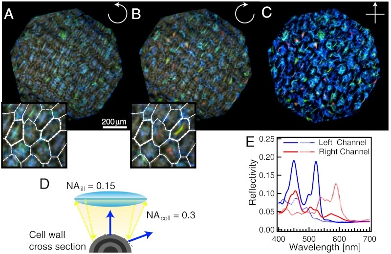 Optical microscopy reveals the fruit’s coloured surface cells under different polarisation conditions — Vignolini et al., PNAS (2012). Original research figures; scale bars and panel labels retained.