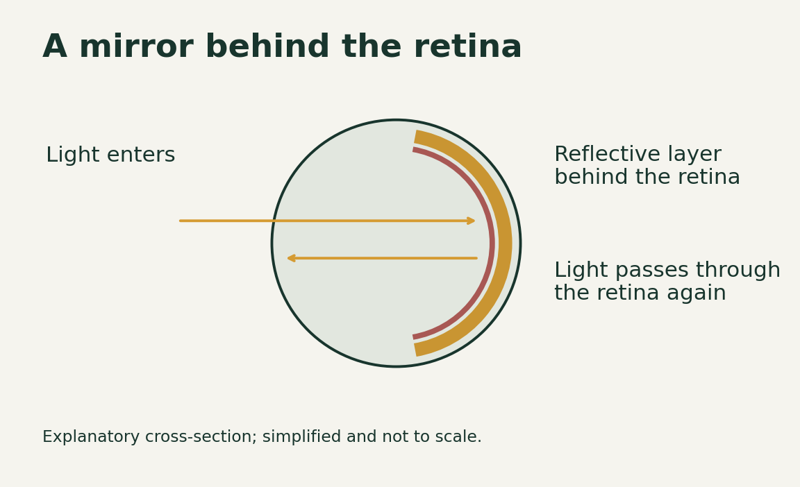 Simplified eye diagram showing a reflective layer behind the retina — Pandi explanatory eye schematic based on Stokkan et al. Simplified; not to scale.