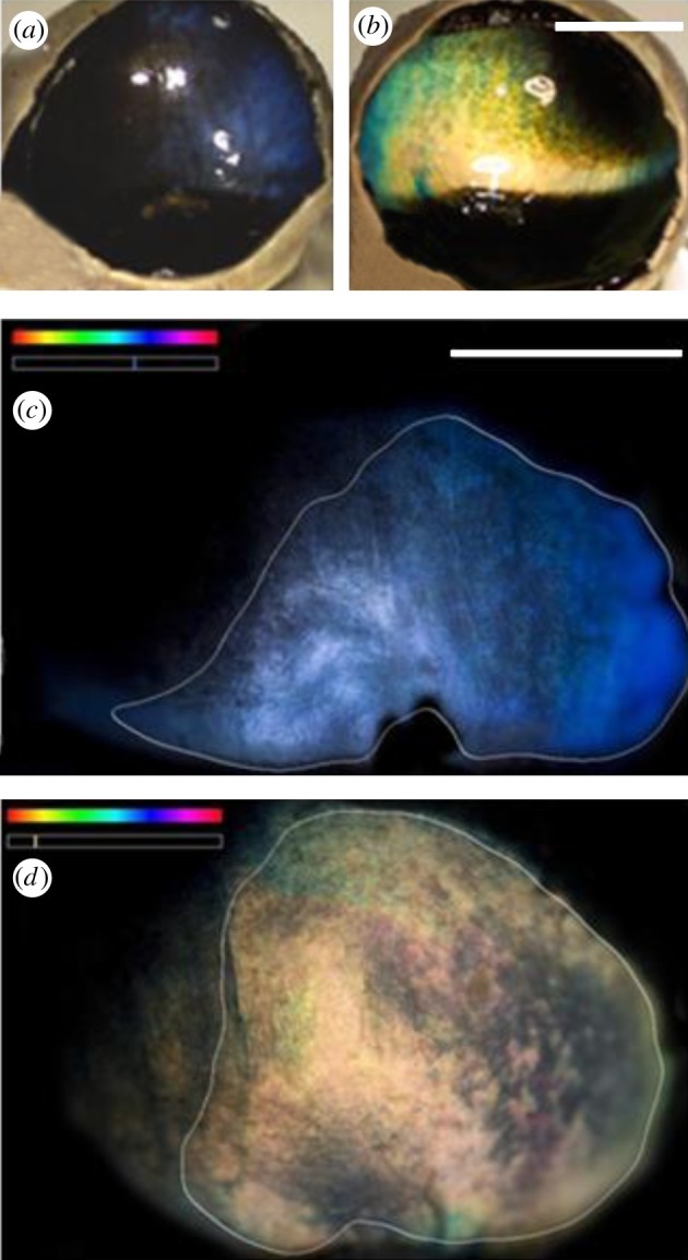 The original research figure showing blue winter and golden summer reflective tissue — Stokkan et al., Proceedings of the Royal Society B (2013), Figure 1. Research specimens; winter left, summer right in top pair. Scale bars retained.