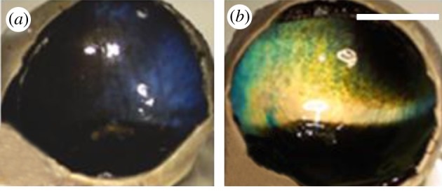 Research specimens: winter reflective tissue on the left, summer on the right; eye structures removed to reveal the layer — Stokkan et al., Proceedings of the Royal Society B (2013), Figure 1. Research specimens; winter left, summer right in top pair. Scale bars retained.