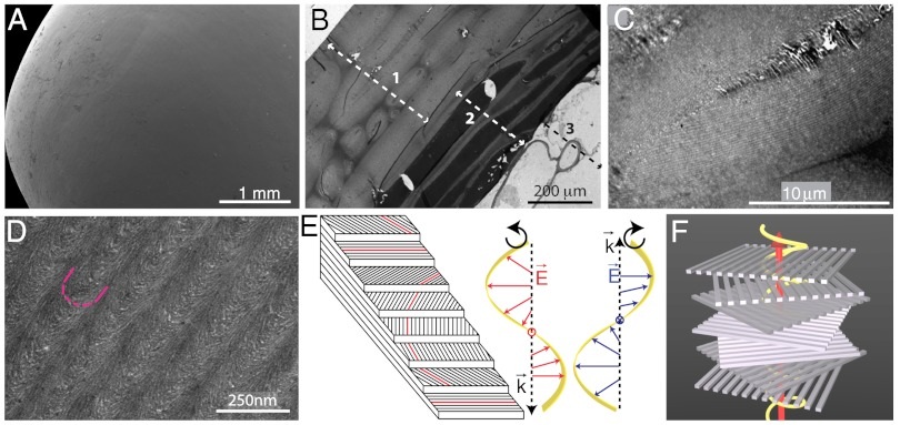 Electron microscopy and schematics show the layered cellulose structure inside the fruit’s cell walls — Vignolini et al., PNAS (2012). Original research figures; scale bars and panel labels retained.
