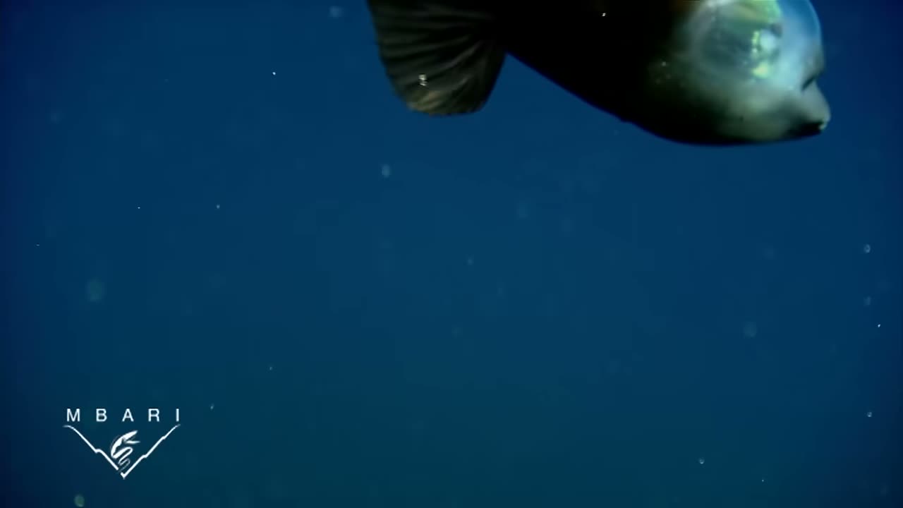 A close view of the eyes inside the barreleye’s transparent shield — MBARI. Original ROV footage; documentary excerpt/frame. Original watermark retained.