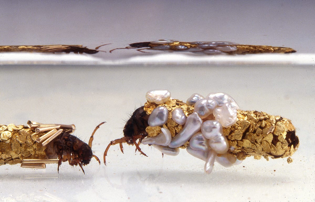 Gold and pearl fragments joined into a small larval case — Hubert Duprat / Art:Concept / MONA. Photographs: Frédéric Delpech; original documentary animation via Colossal.