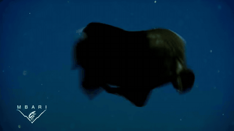 A barreleye’s transparent head and green tubular eyes in original deep-sea footage — MBARI. Original ROV footage; documentary excerpt/frame. Original watermark retained.