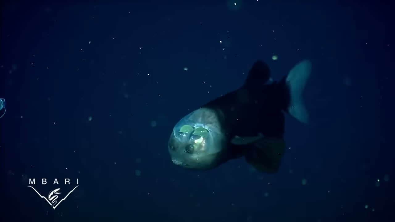 The whole barreleye swimming in its natural deep-sea habitat — MBARI. Original ROV footage; documentary excerpt/frame. Original watermark retained.