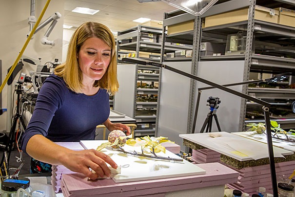 Jennifer Brown prepares a glass apple deliberately modelled with brown rot — Rose Lincoln / Harvard Staff Photographer. Original photograph resized.