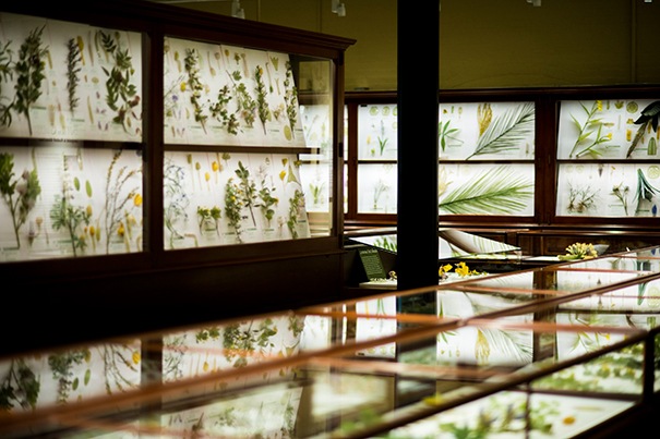 The Harvard botanical glass model collection in its teaching display cases — Harvard University. Film directed/edited by Ned Brown; cinematography Joe Sherman, Kai-Jae Wang and Ned Brown. Documentary excerpt/frame.