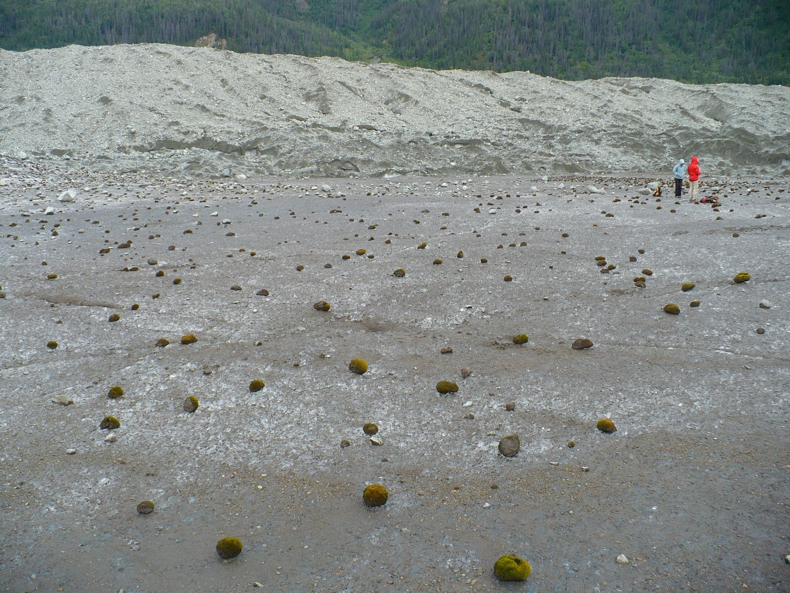 Small green moss balls scattered across the ice of Alaska’s Root Glacier