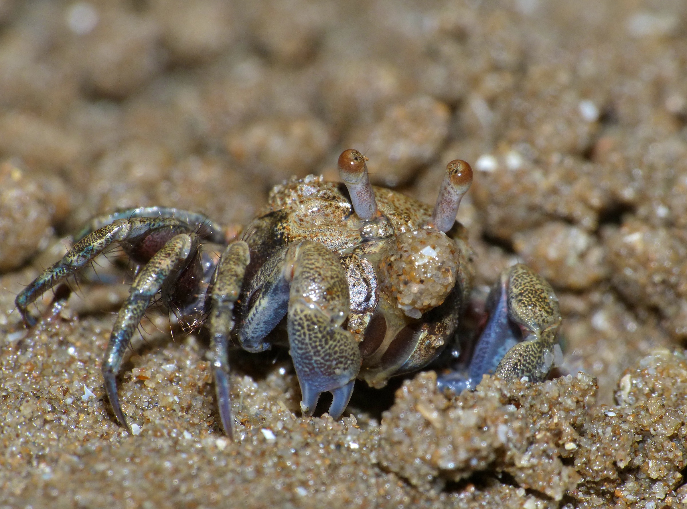 A sand bubbler crab, Scopimera, feeding among sand grains in Bako National Park, Malaysia