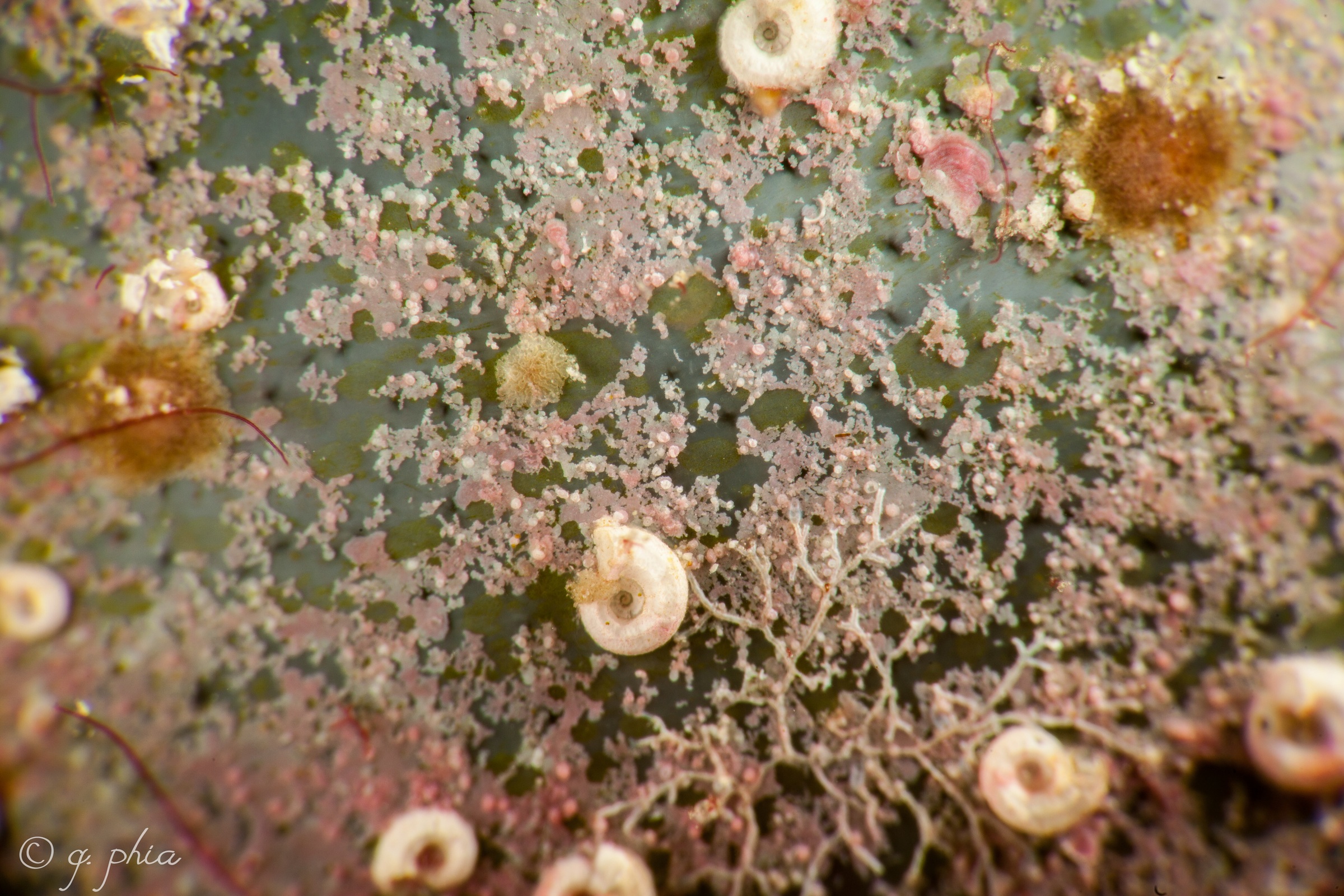 A close photograph of a sea pearl’s surface with other small organisms growing on it