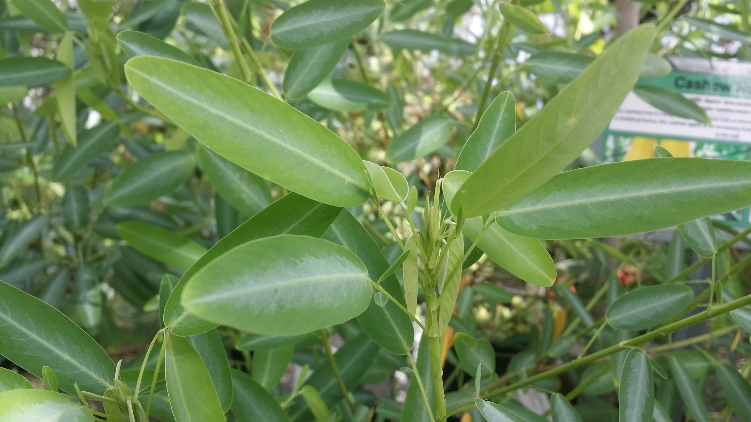 Telegraph plant stems with large leaves and their much smaller side leaflets
