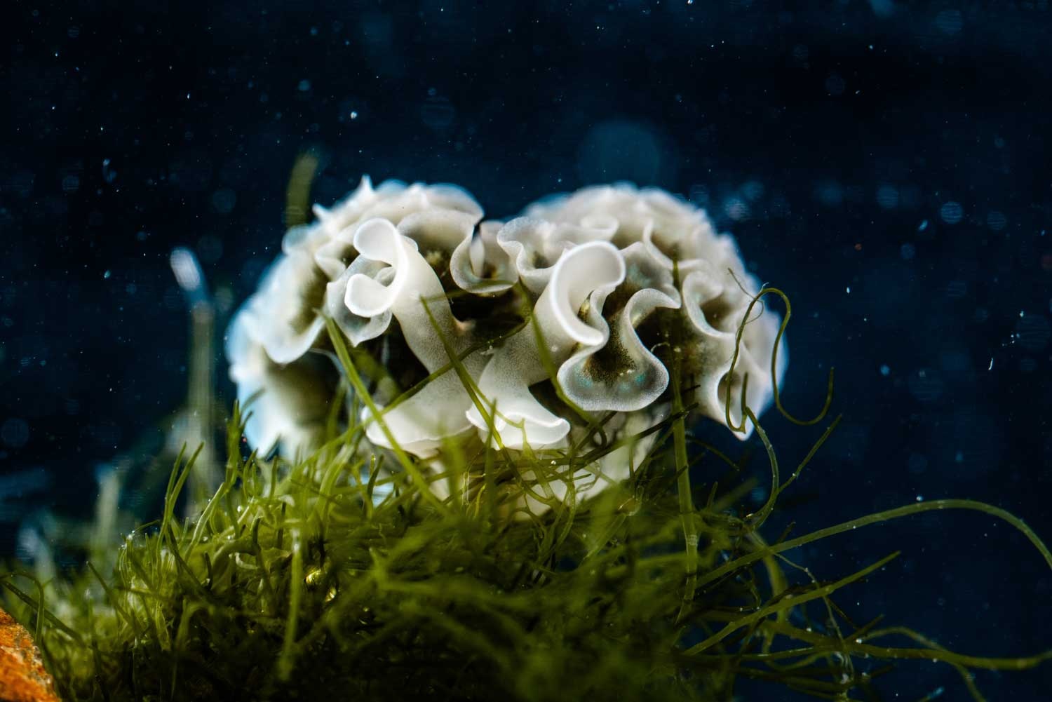 Elysia crispata feeding on the green alga Bryopsis plumosa