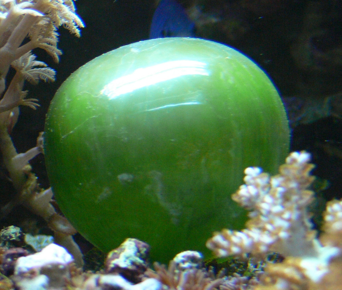A glossy green Valonia ventricosa bubble, a single large algal cell