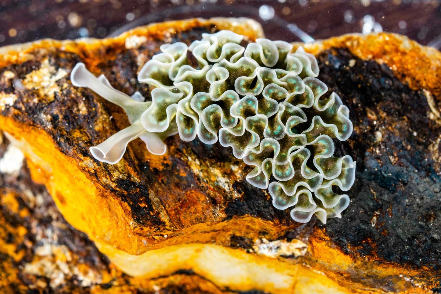 A lettuce sea slug, Elysia crispata, with folded leaf-like structures along its back