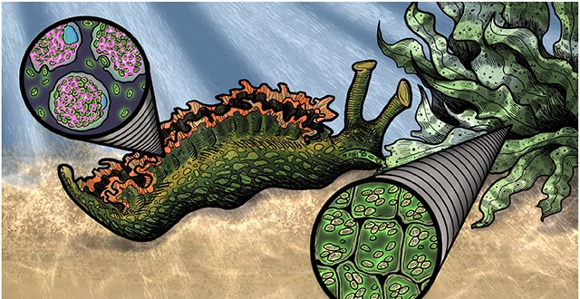 Original research illustration shows chloroplasts moving from algal cells into a sea slug’s own cells