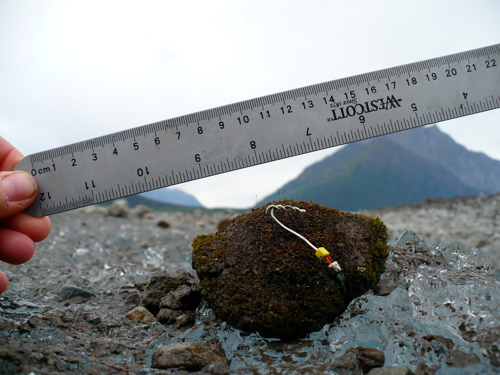 A glacier moss ball marked with coloured beads beside a ruler during field research
