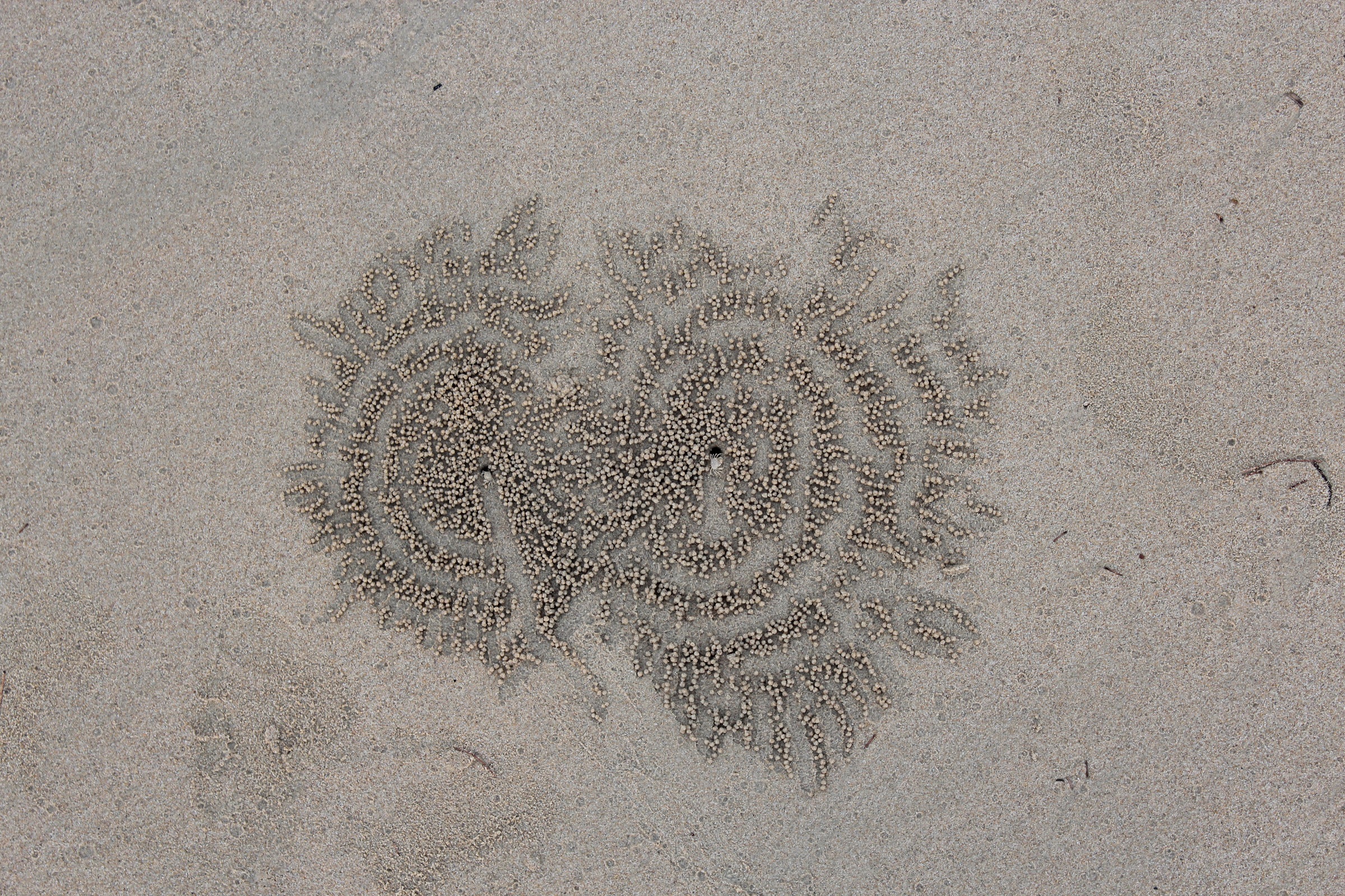Patterns of discarded sand pellets around two sand bubbler crab burrows in Khao Lak, Thailand