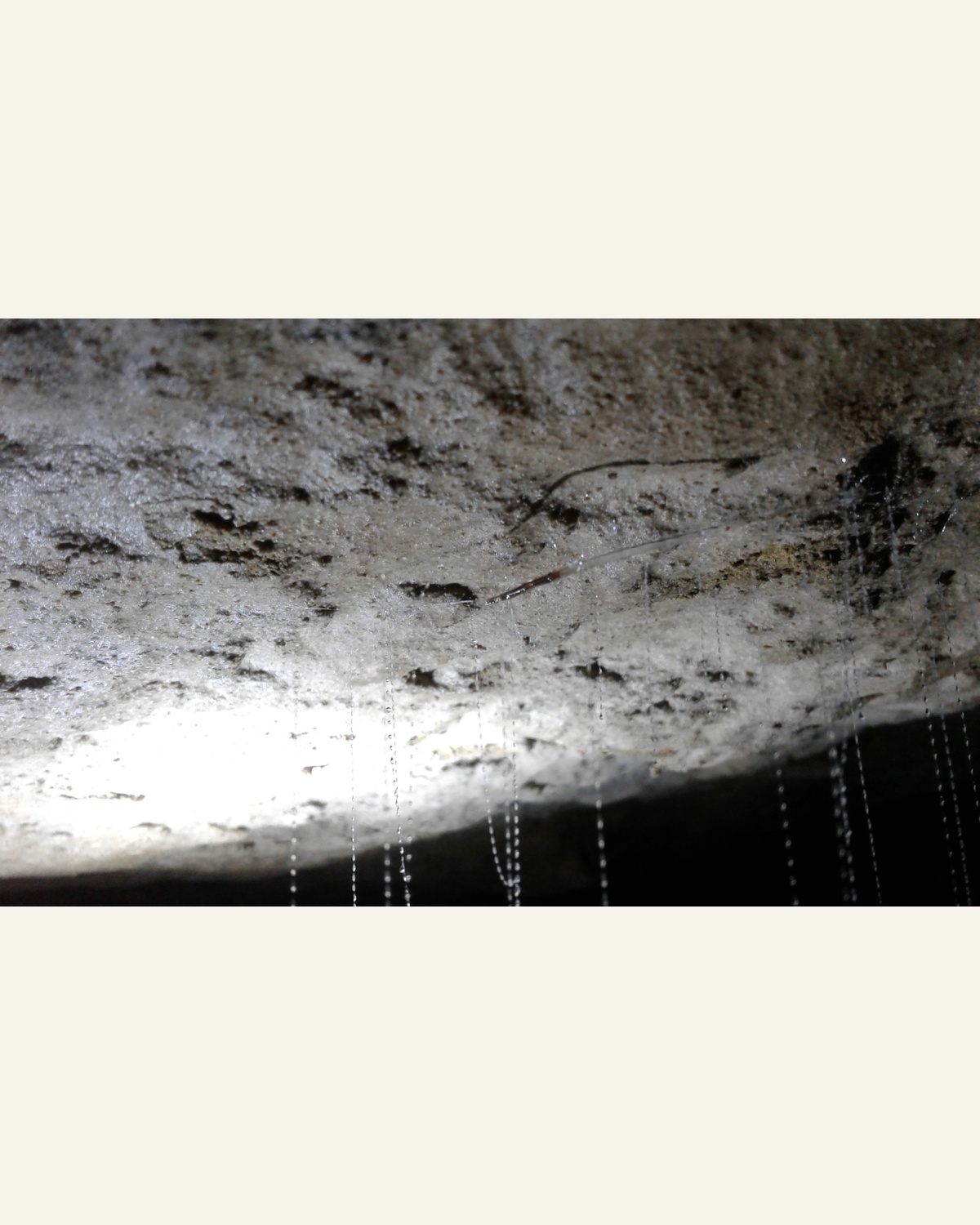 Sticky glowworm fishing lines hanging from a cave ceiling