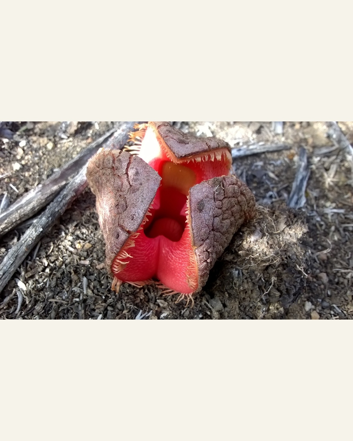 The fleshy red flower of Hydnora africana emerging from the ground