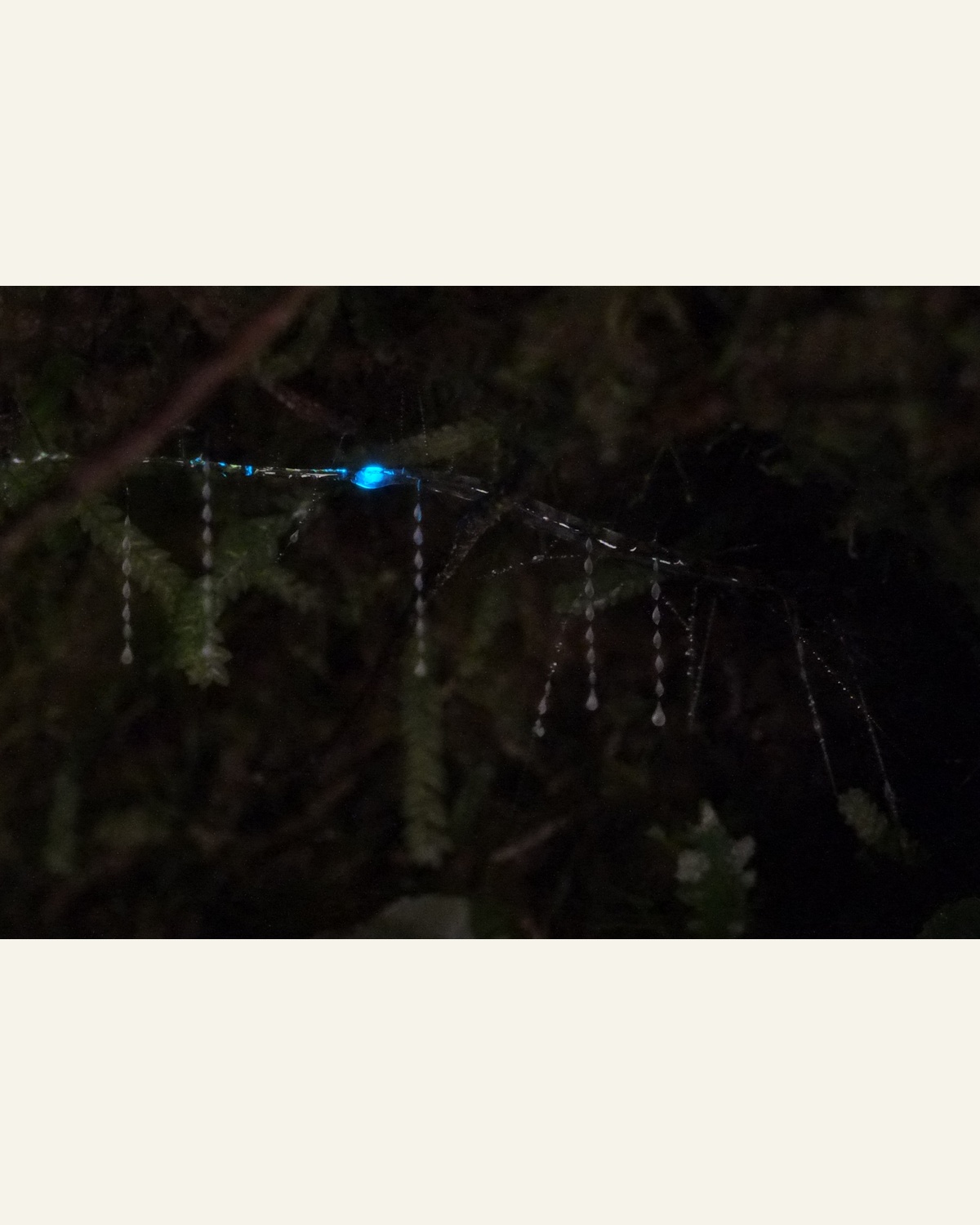 A glowing New Zealand gnat larva above its hanging silk threads