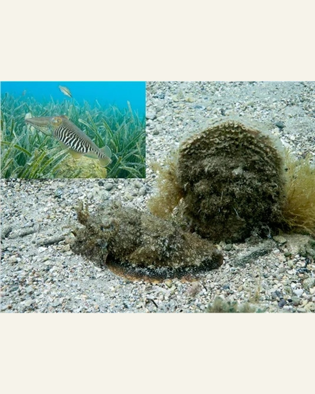 A cuttlefish with raised skin bumps; inset shows a smoother appearance