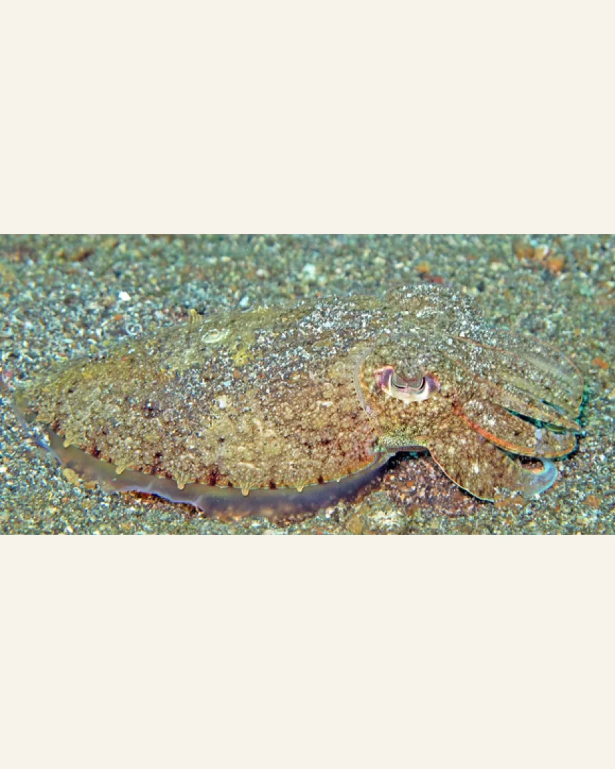 A cuttlefish camouflaged against the sandy seafloor
