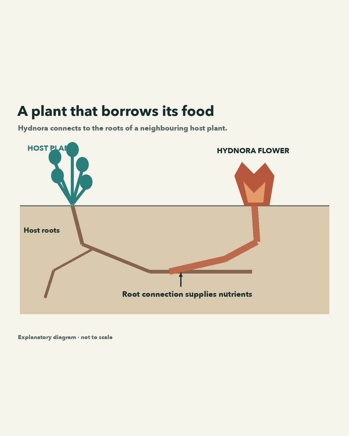 Schematic of Hydnora connected underground to a neighbouring host plant