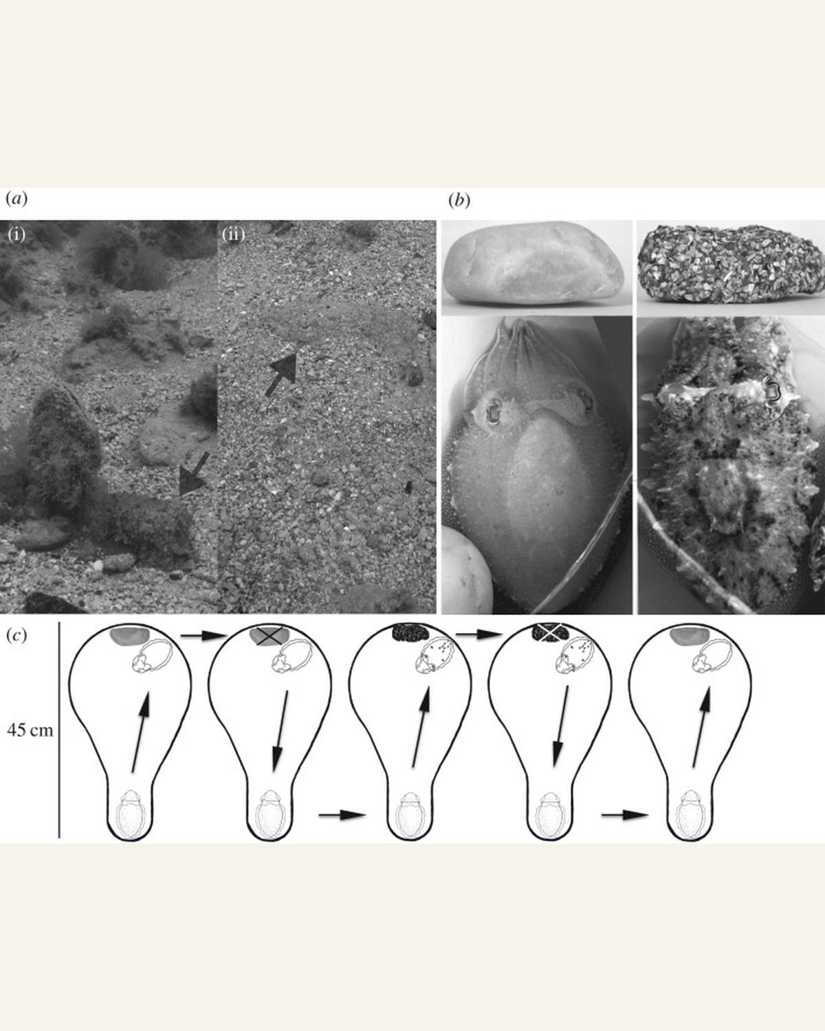 Research photographs and diagrams showing cuttlefish skin texture and object mimicry