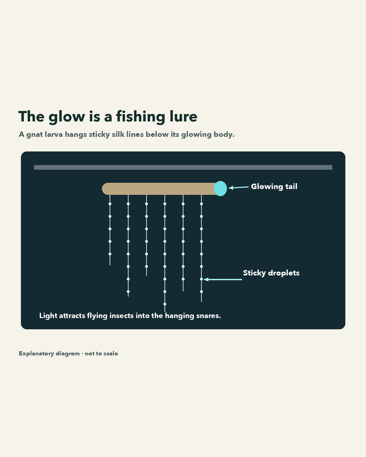 Schematic of a glowing gnat larva and its dangling sticky silk snares