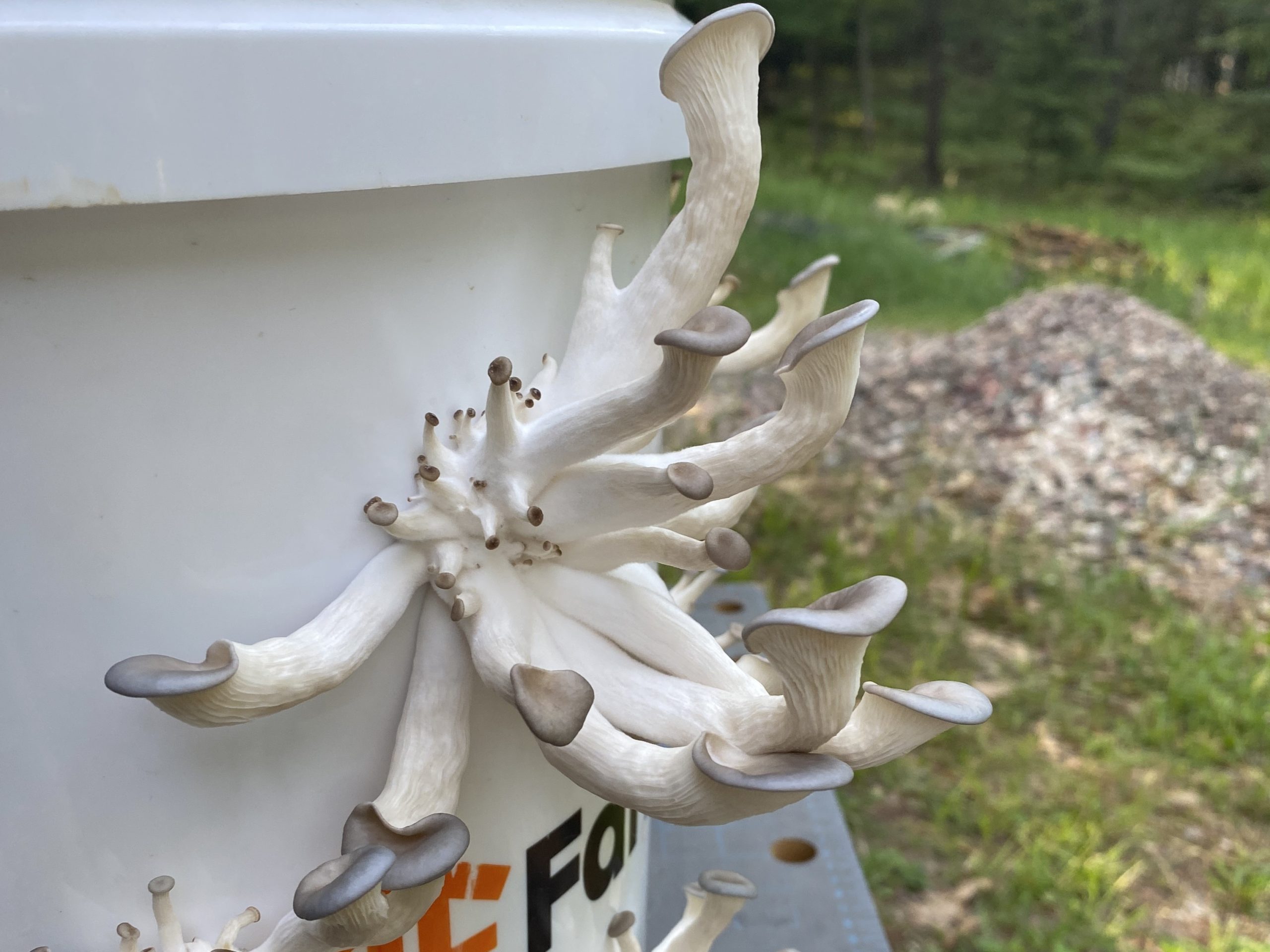 Cultivated oyster mushrooms growing from a bucket — University of Wisconsin–Madison Extension, Bill Klase. Cultivated oyster mushrooms; original photograph.