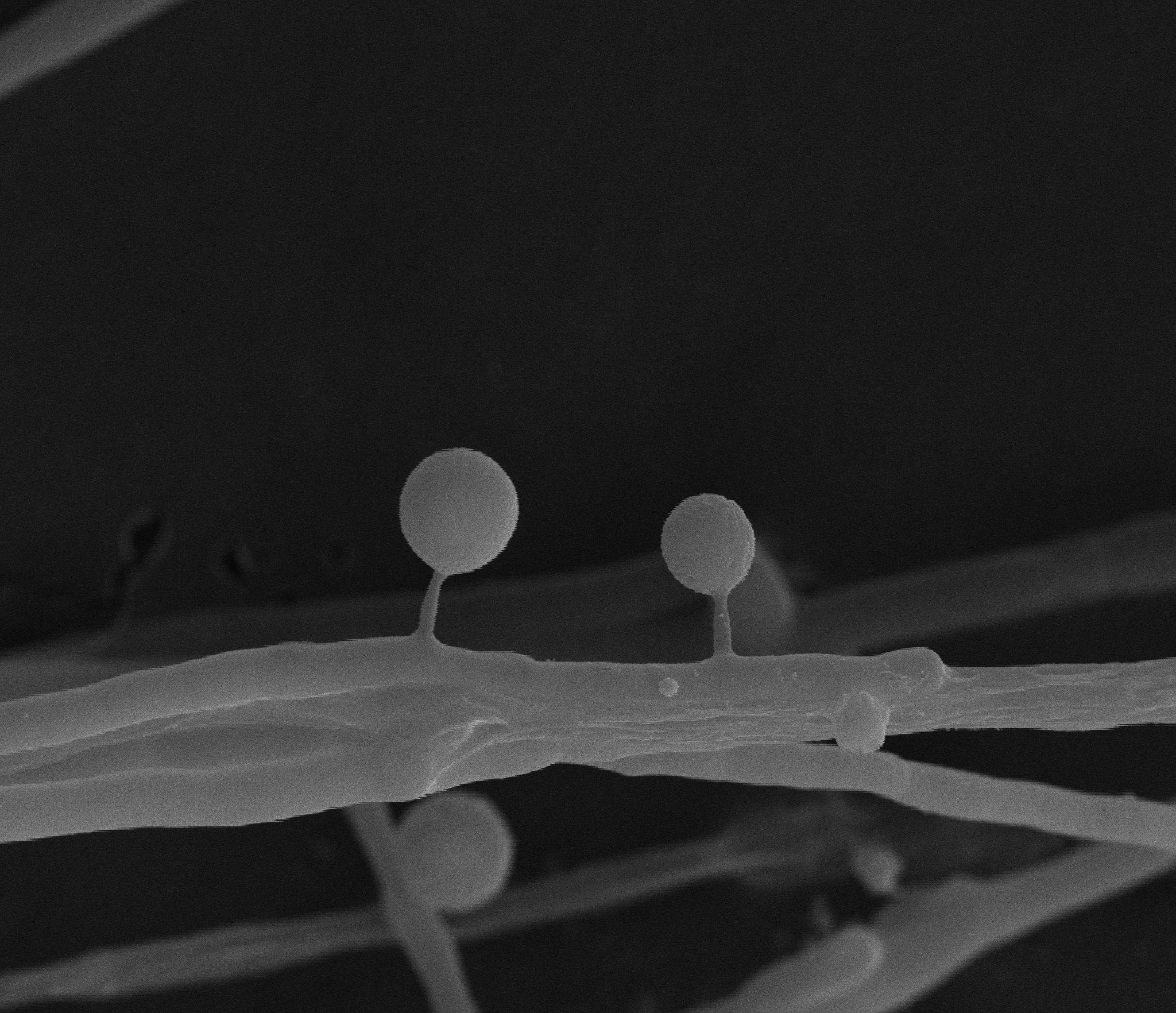 Electron microscopy reveals tiny lollipop-shaped toxocysts on fungal threads — Academia Sinica / Yen-Ping Hsueh research group. Original scanning electron micrograph of toxocysts.
