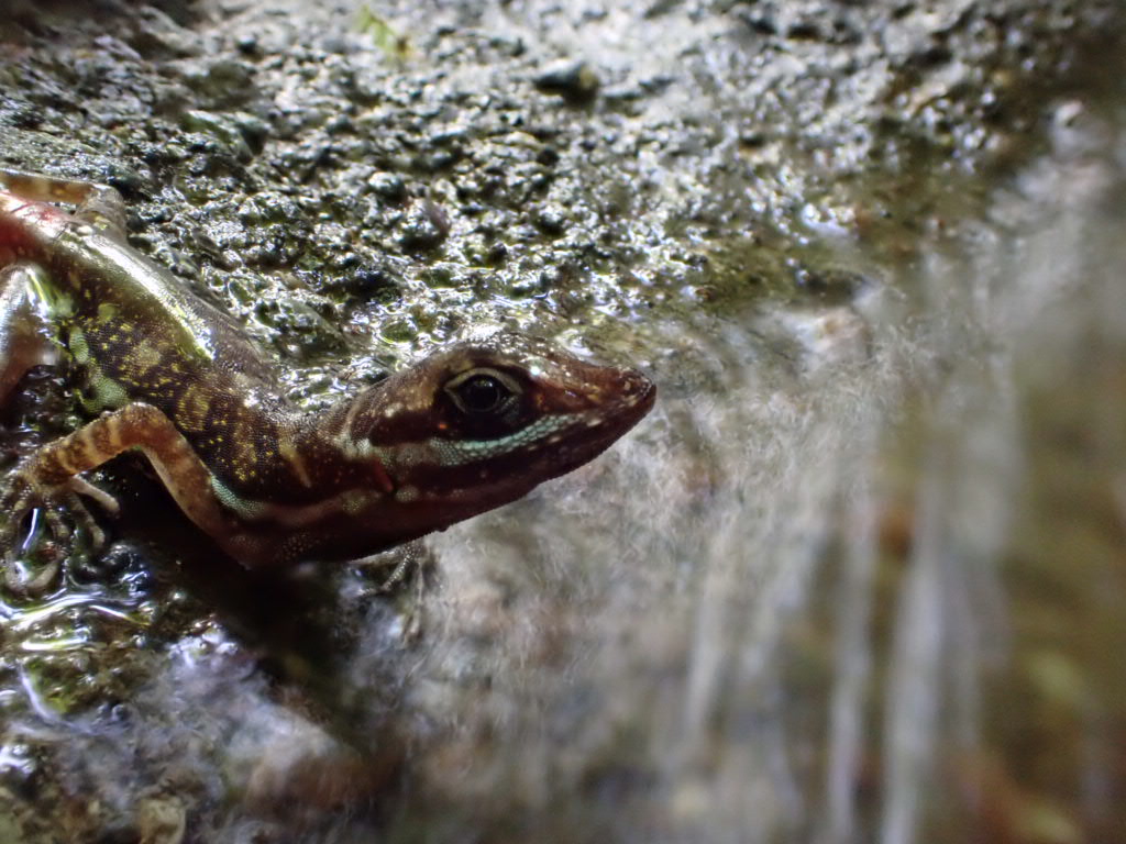 A water anole beside the tropical stream it can dive into — Lindsey Swierk / Binghamton University. Anolis aquaticus in its stream habitat; original photograph.
