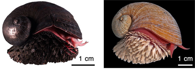 Iron-infused black scaly-foot snail on the left; pale non-mineralised snail on the right — JAMSTEC / University of Tokyo (2019), Figure 1. Kairei iron-infused snail on left; Solitaire non-mineralised snail on right. Original comparison; scale bars retained.