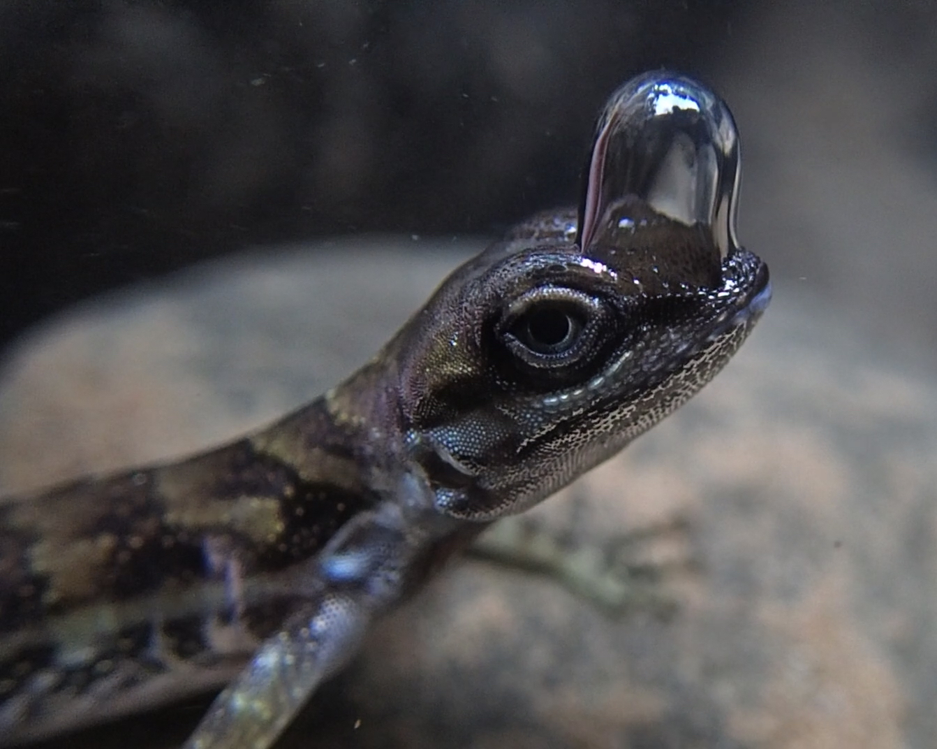 A water anole with a breathing bubble above its nostrils — Lindsey Swierk / Binghamton University. Original photograph of a water anole with its breathing bubble.